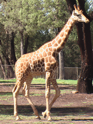 zoo-giraffe.jpg