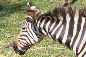 zoo-zebra.jpg